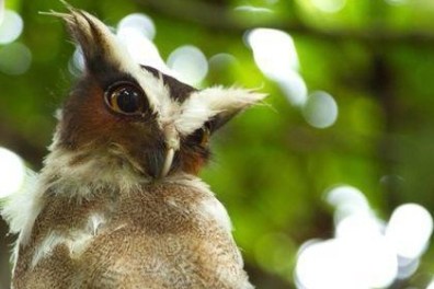 photo of an owl in tropical forest of costa rica